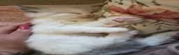 Ragdoll cats for sale: Ragdoll kittens purebred  - Advert 3