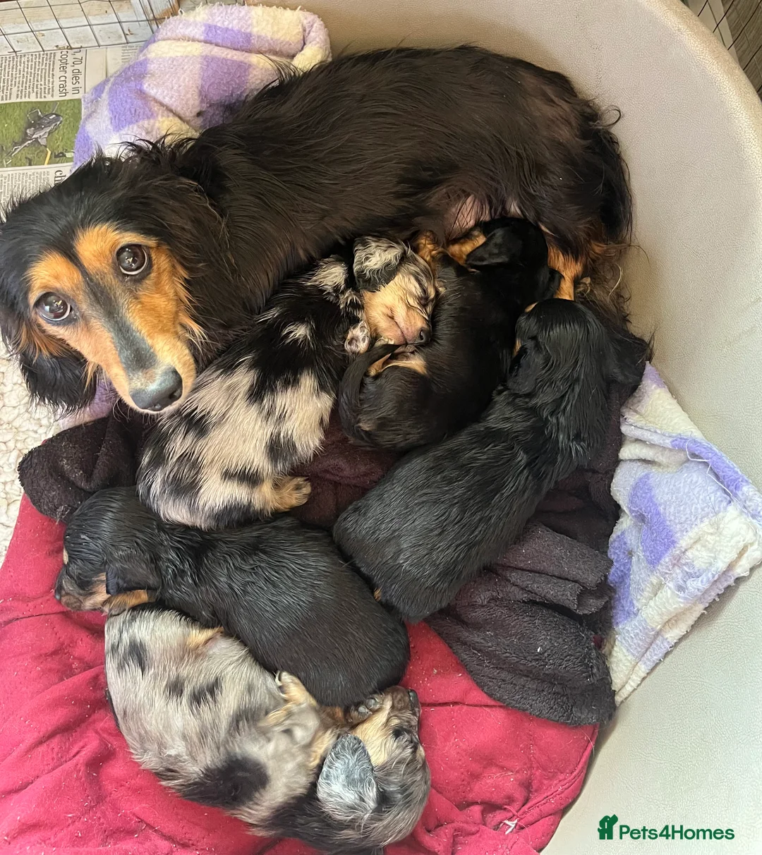 Dachshund dogs for sale: Miniature Longhaired Dachshund - Advert 1