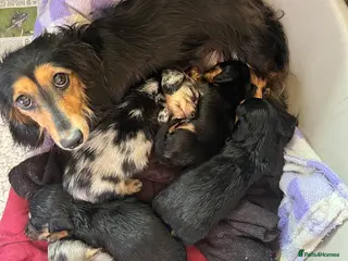 Dachshund dogs Miniature Longhaired Dachshund - Advert 1