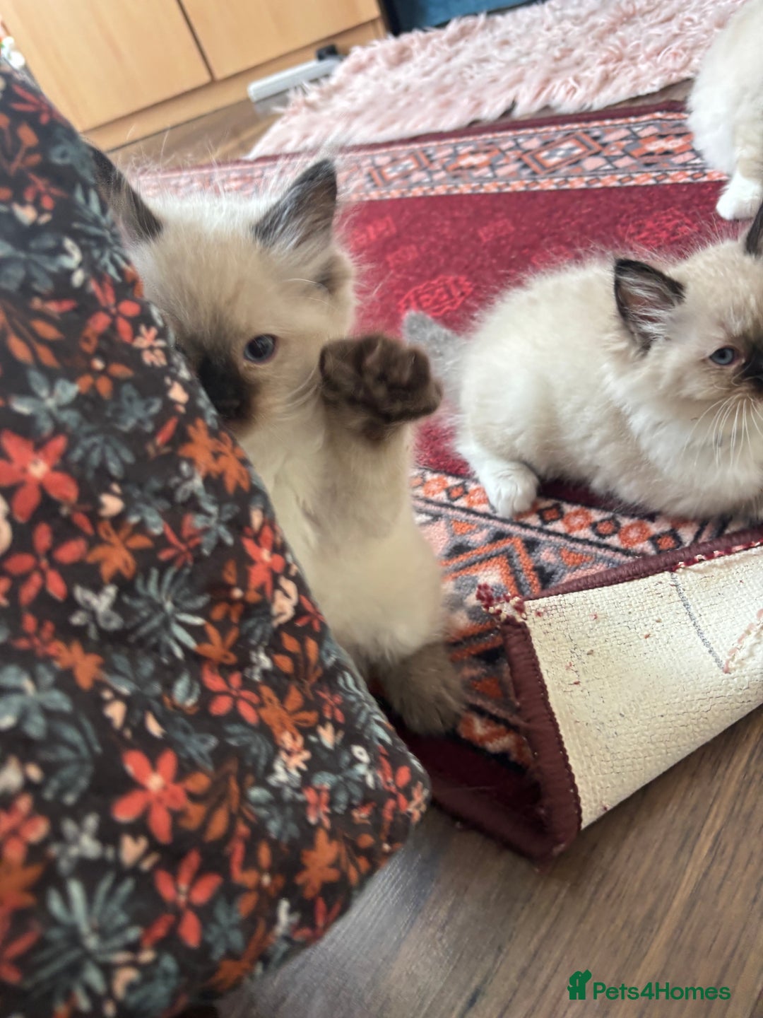 Ragdoll cats for sale: Pure Fluffy Ragdoll kittens - Advert 26