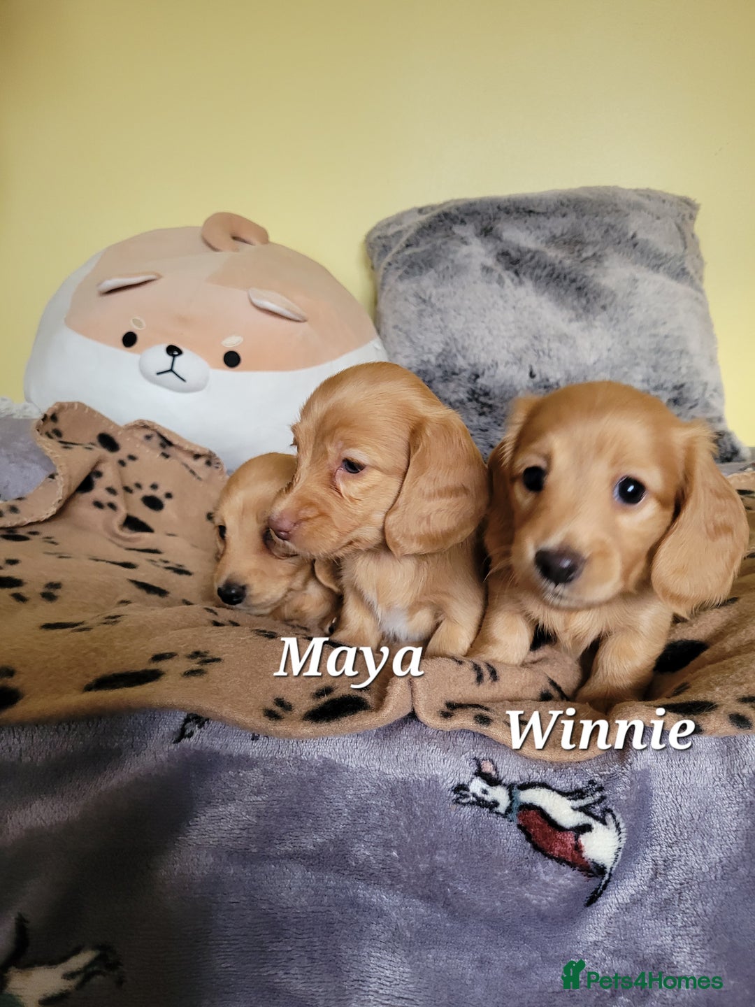 Dachshund dogs for sale: Long Haired KC Miniature Dachshund - Advert 15