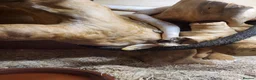 Corn Snake reptiles for sale: Albino corn snake in Weston-super-Mare - Advert 2