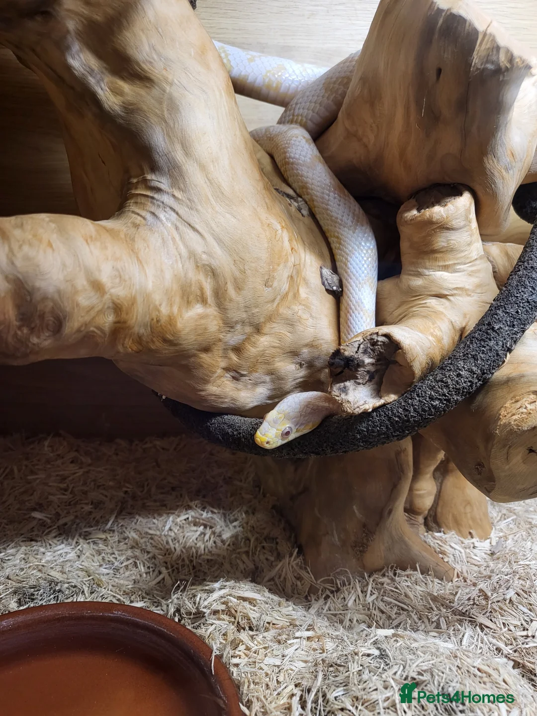 Corn Snake reptiles for sale: Albino corn snake in Weston-super-Mare - Advert 2