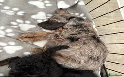 Jackapoo dogs for sale: Beautiful jackapoo’s  - Image 1