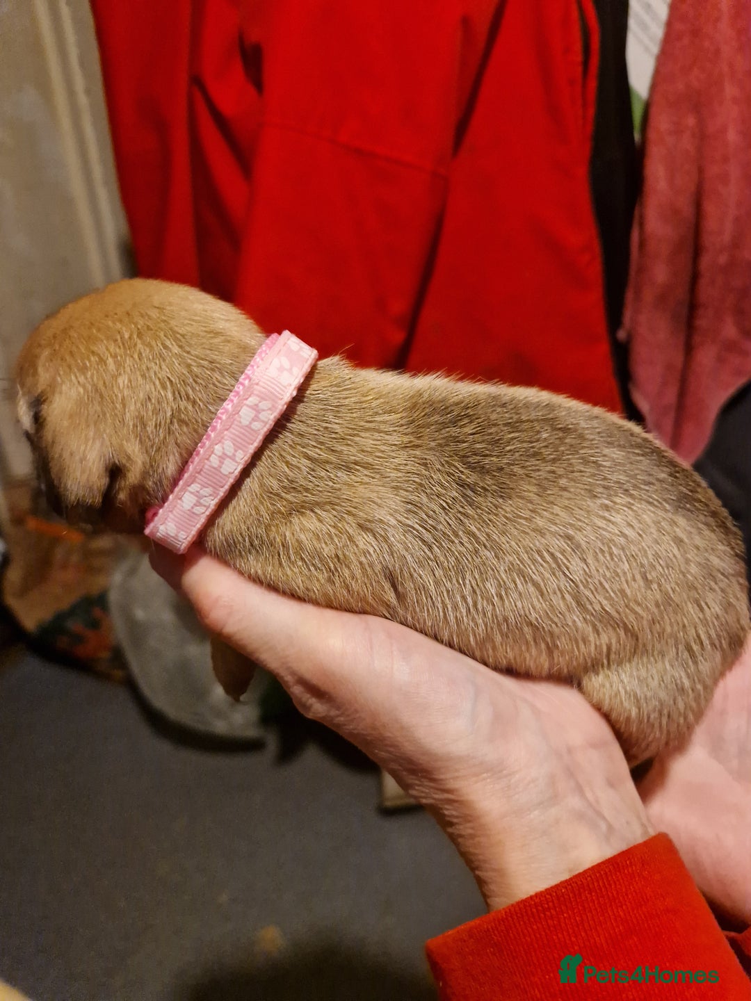 Mixed Breed dogs for sale: Staffy X Miniature Dachsund Puppies - Advert 15