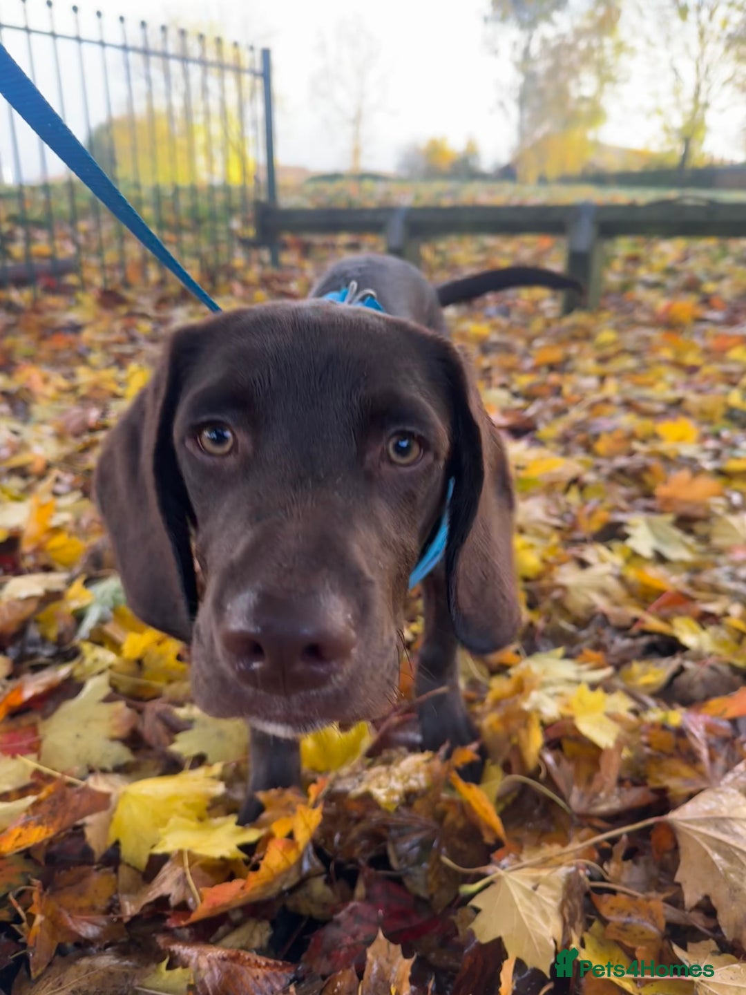 Springador dogs for sale: Springador Choco (male) looking for new home  - Advert 6