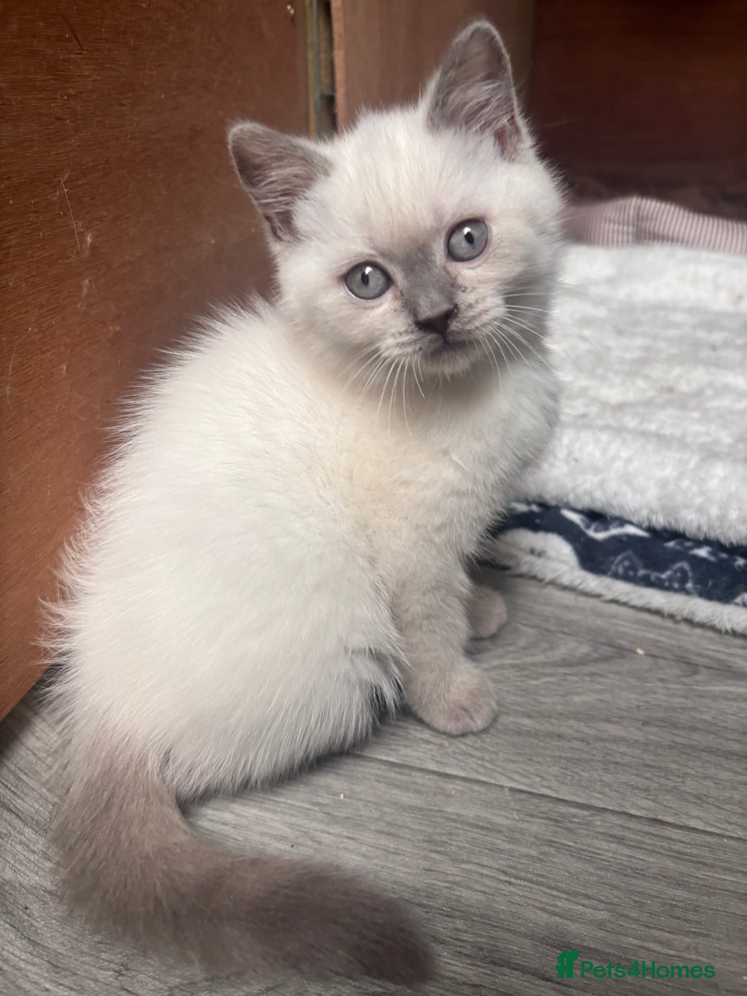 British Shorthair cats for sale: British shorthair GGCF Blue colourpoint kittens  - Image 10