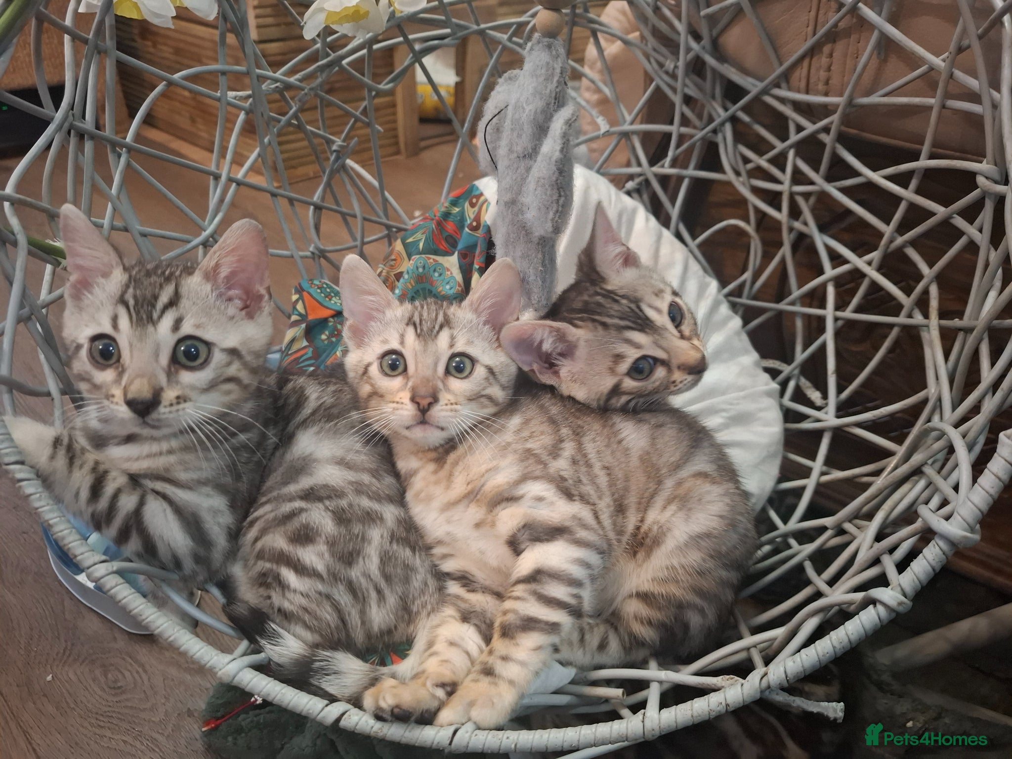 Bengal cats Outstanding Bengal Kittens – 5★ Licensed Cattery - Advert 1