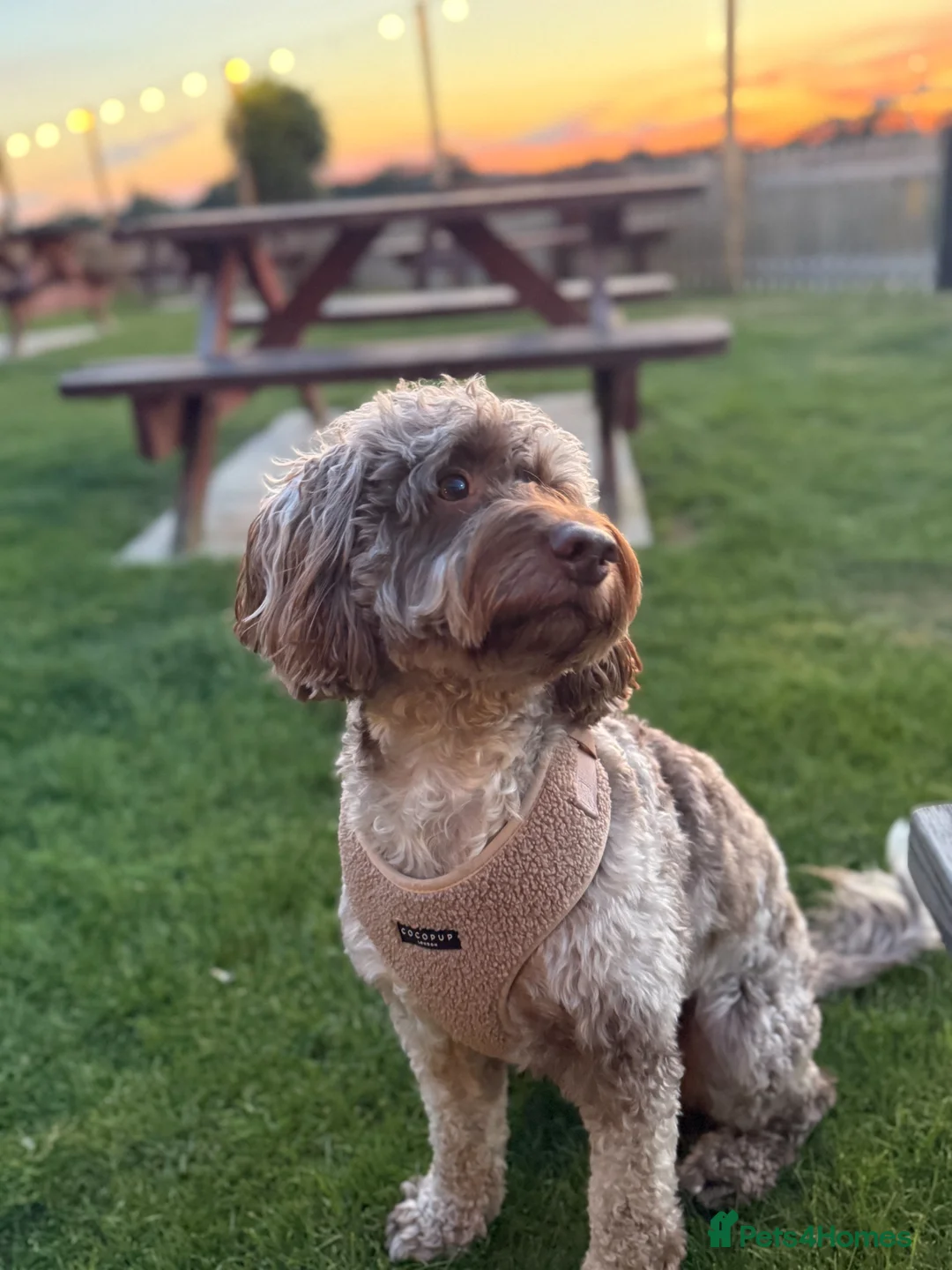 Cockapoo dogs for stud: Milo - Chocolate Merle F1 Cockapoo for Stud - Advert 2