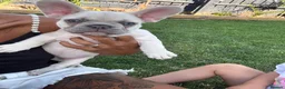 French Bulldog dogs for sale: 🩷READY NOW.. Gorgeous litter of Frenchies🩷  - Advert 9