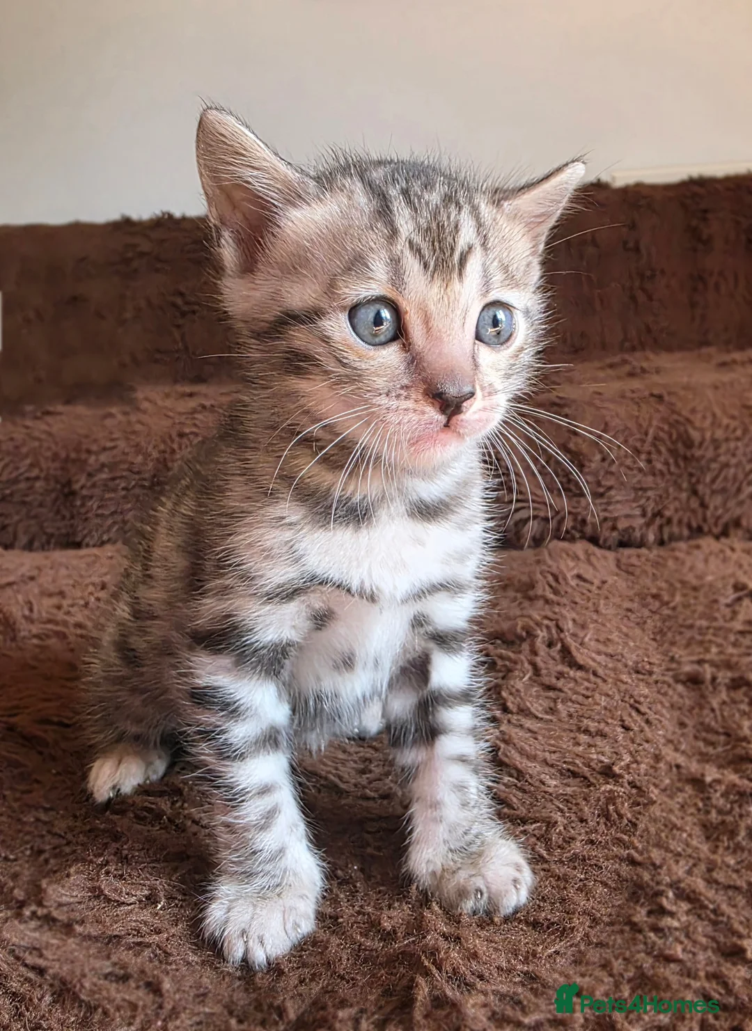 Bengal cats for sale: Full bengal girl silver grey exceptional markings in Chesterfield - Advert 1