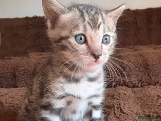 Bengal cats Full bengal girl silver grey exceptional markings - Advert 1