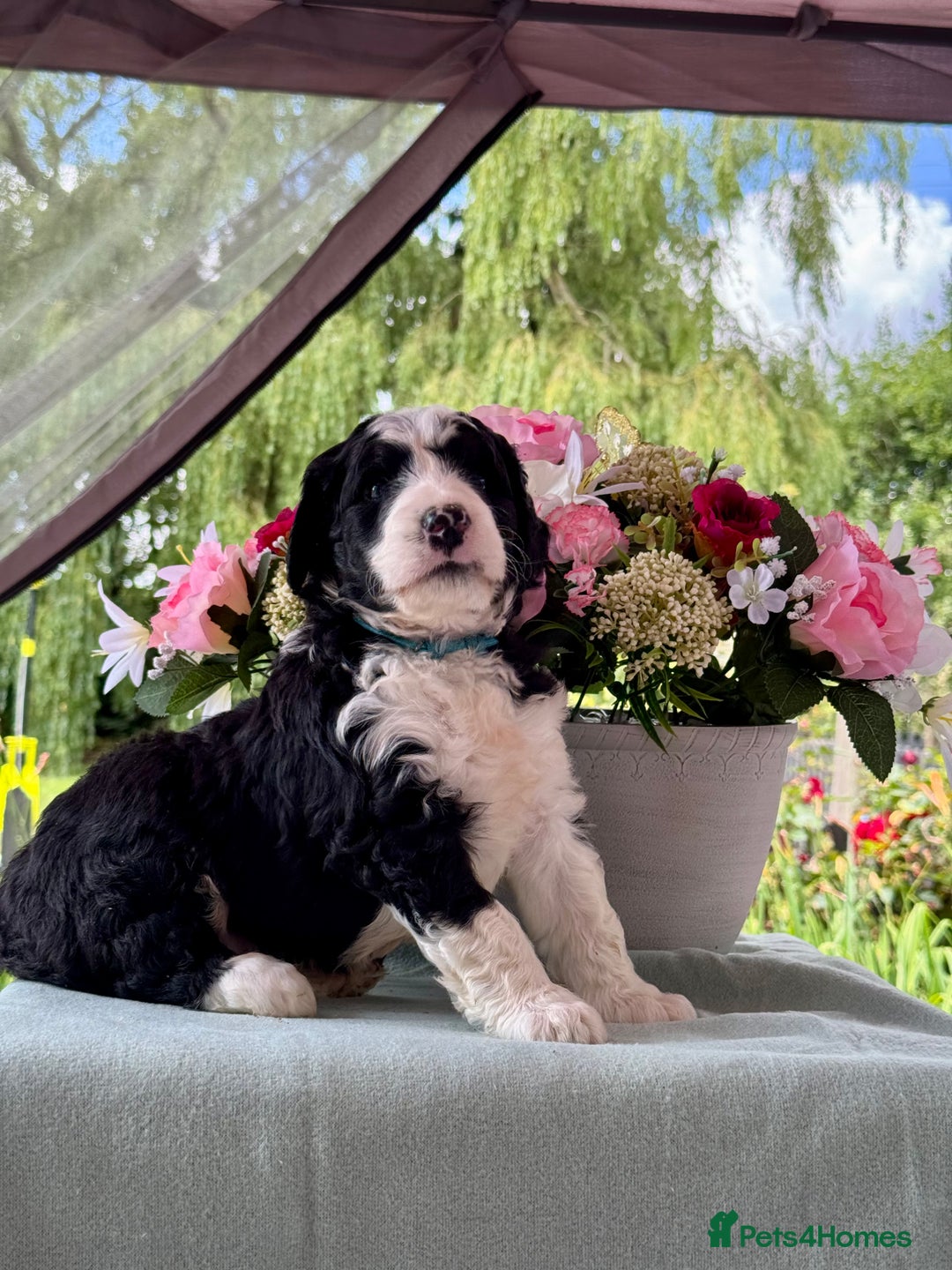 Bernedoodle dogs for sale: 1 boy left gorgeous f1 medium bernedoodle puppies  in Market Drayton - Image 6