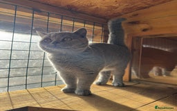 British Shorthair cats for sale: British Shorthair Blue Boy | Registered  - Image 4