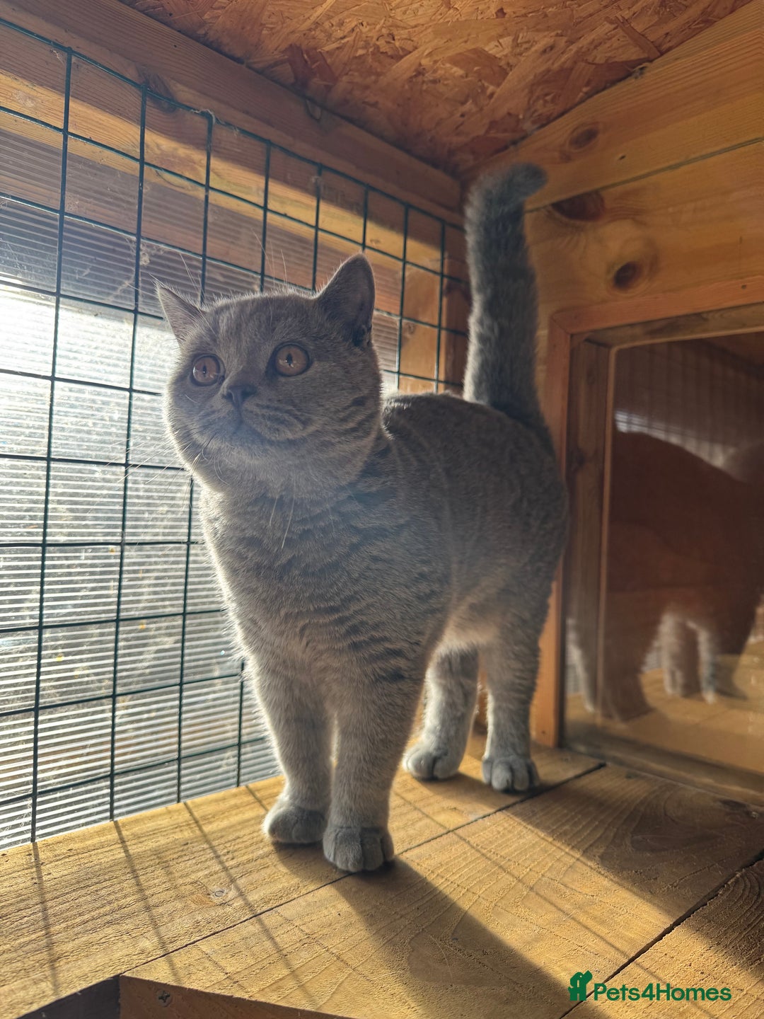 British Shorthair cats for sale: British Shorthair Blue Boy | Registered  - Image 4
