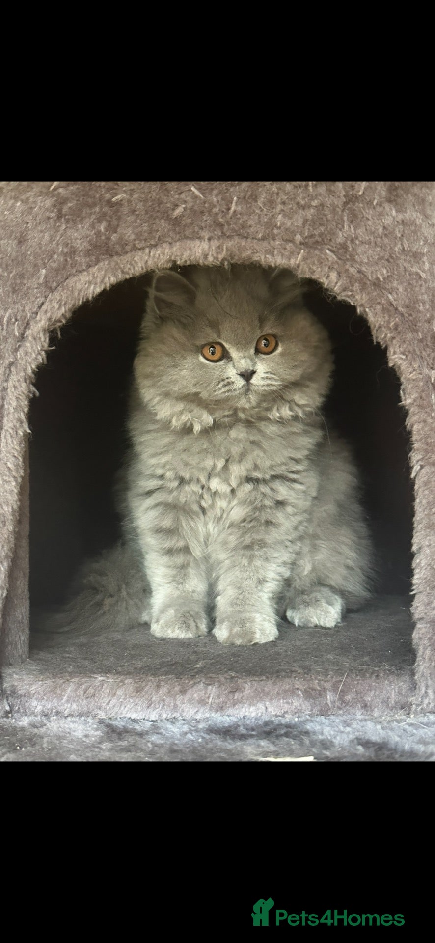 British Shorthair cats 5 Stunning BSH Blue and Lilac Kittens - Advert 1