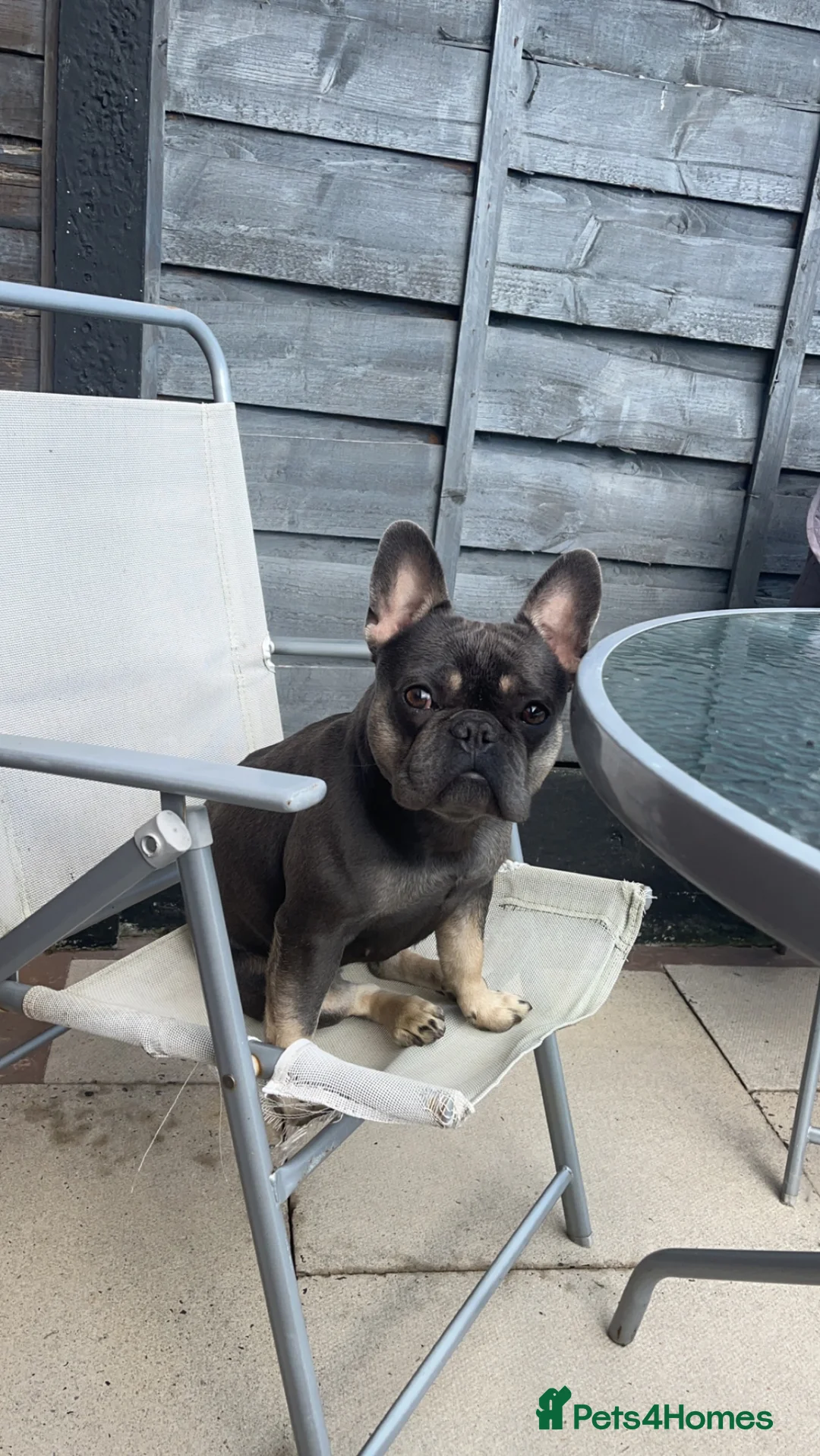 French Bulldog dogs for sale: French bulldog  in Bolton - Advert 6