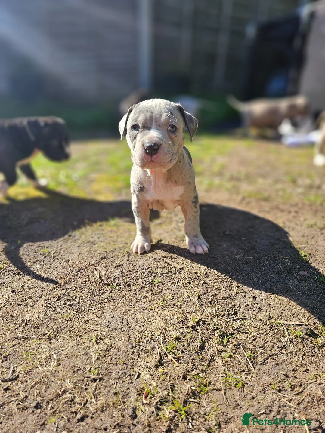 Mixed Breed dogs for sale: Stunning Bandogge Puppies Blue, Merle Dilute Lines - Advert 18