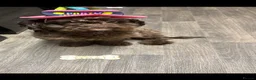 Cockapoo dogs for sale: F1b cockapoo - Advert 4