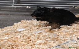 Gerbil rodents for sale: 2 gerbils with cage - Image 1