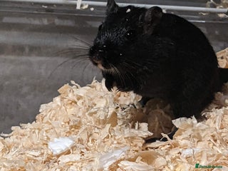 Gerbil rodents 2 gerbils with cage - Advert 10