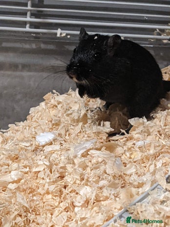 Gerbil rodents - Advert 1