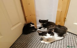 Mixed Breed cats for sale: 4 kittens  - Image 8