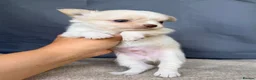 Chihuahua dogs for sale: 2 Gorgeous little long haired Chihuahua babies  - Advert 3
