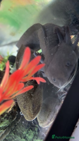 Other/Mixed Breed fish - Advert 3