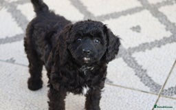 Cavapoo dogs for sale: Beautiful Cavapoochons for sale  - Image 37