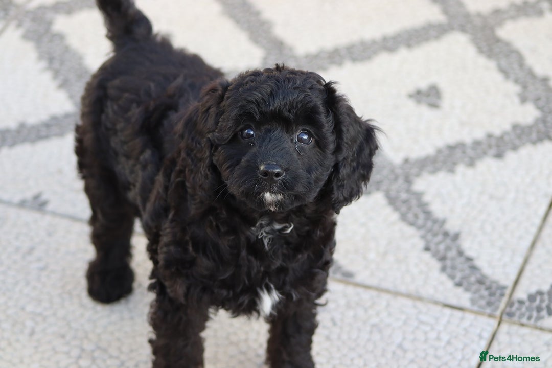 Cavapoo dogs for sale: Beautiful Cavapoochons for sale  - Image 37