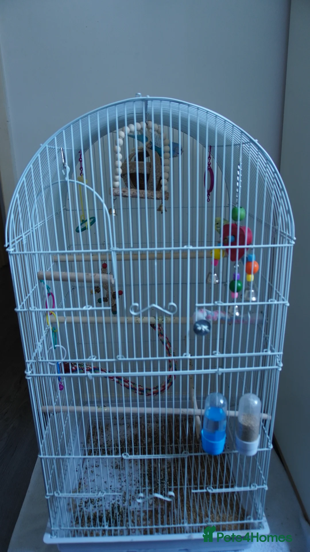Budgerigars birds for sale: 🐦 Two Pair of Budgies + Full Setup & Accessories in Manchester - Advert 2