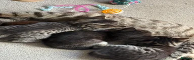 British Shorthair 2