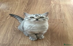 British Longhair cats for sale: Gorgeous British Longhair & Shorthair Kittens - Image 7