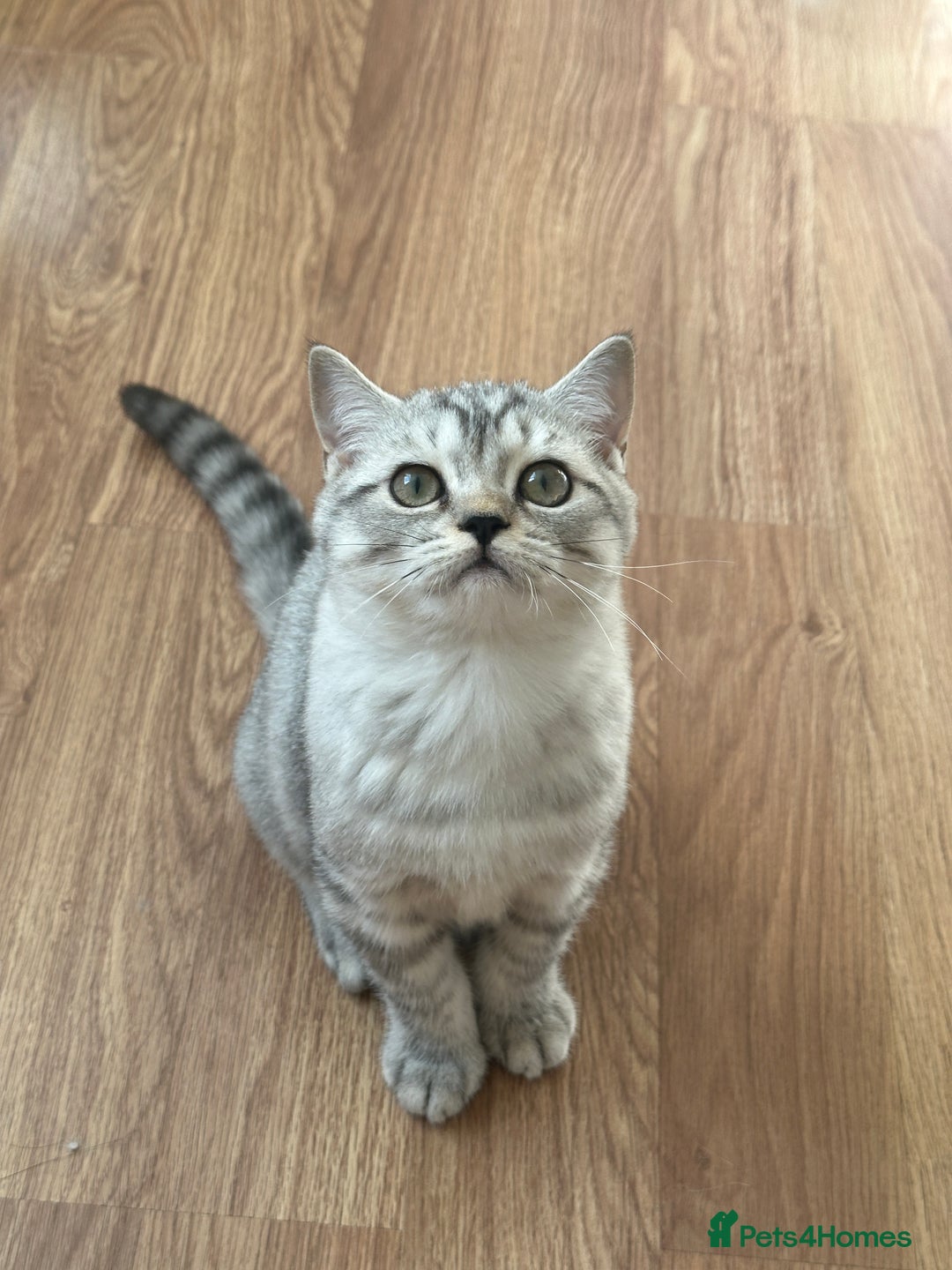 British Longhair cats for sale: Gorgeous British Longhair & Shorthair Kittens - Image 7