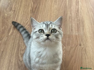 British Longhair cats - Advert 20