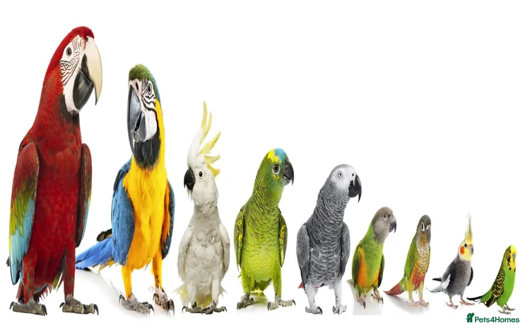 Parrots birds - Advert 2
