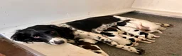 English Springer Spaniel dogs for sale: FTCh Sired ESS Puppies For Sale in Axbridge - Advert 2