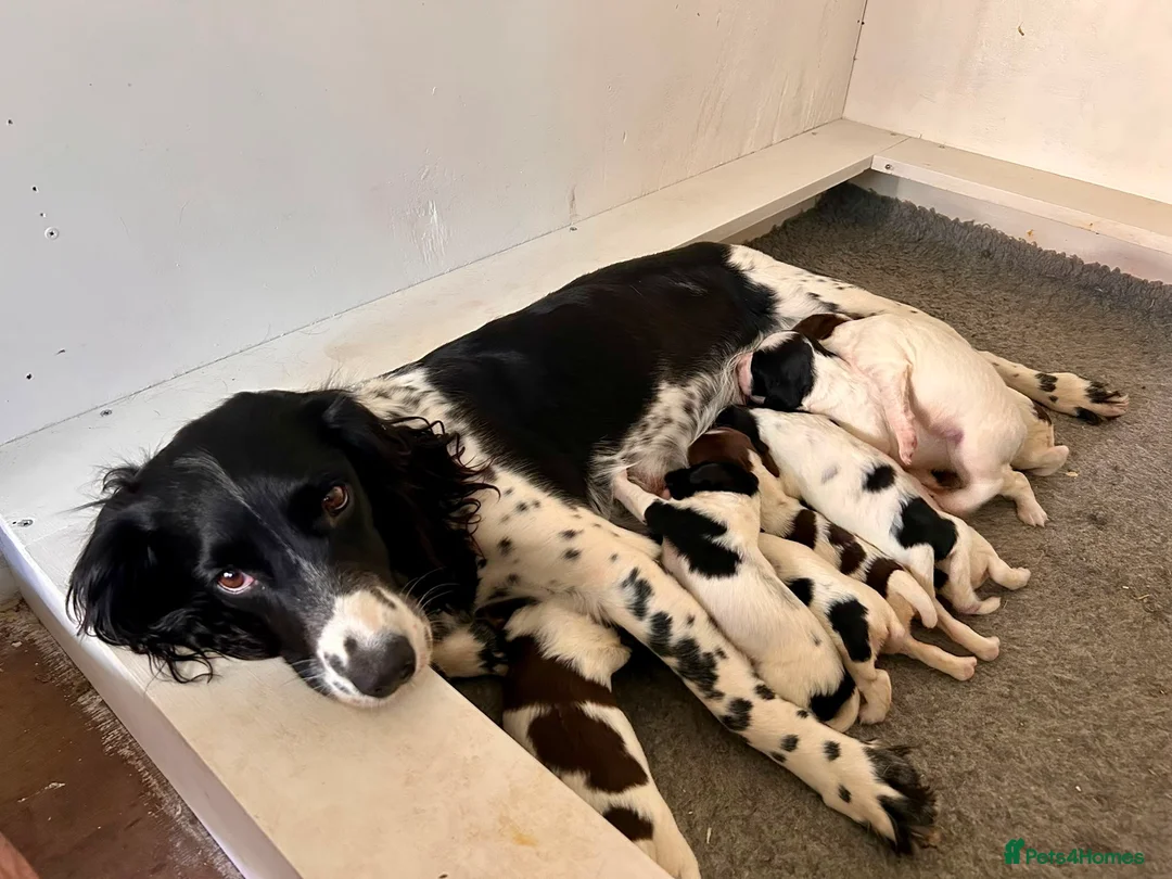 English Springer Spaniel dogs for sale: FTCh Sired ESS Puppies For Sale in Axbridge - Advert 2
