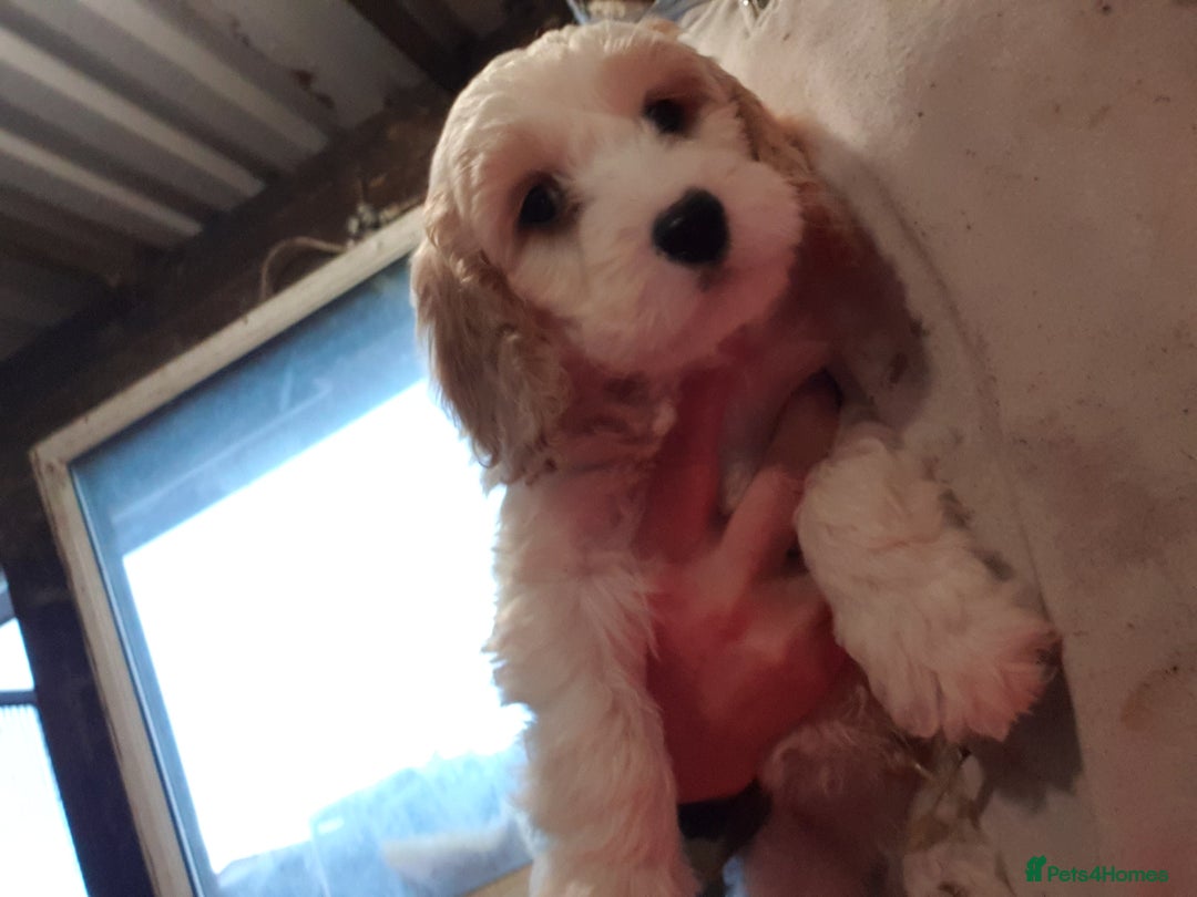 Cockapoo dogs for sale: Cockapoos  - Advert 1