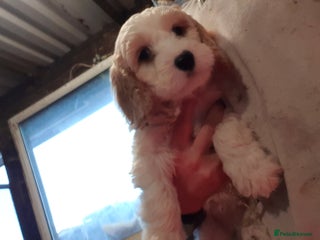 Cockapoo dogs Cockapoos - Advert 2