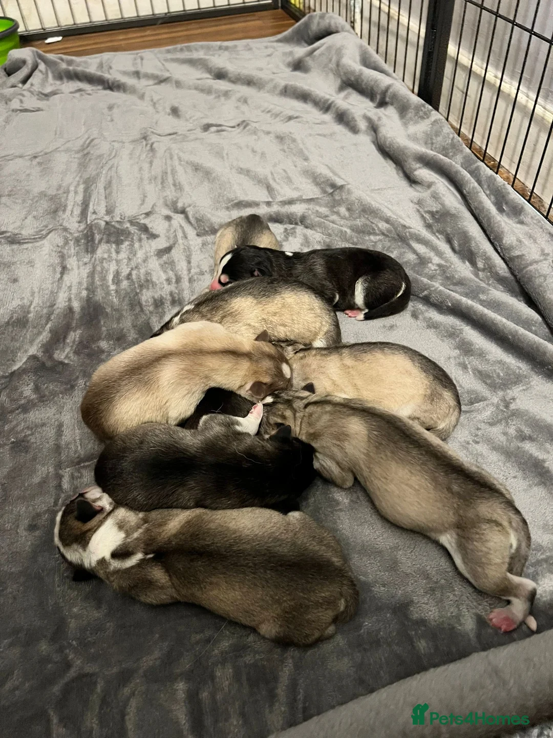 Siberian Husky dogs for stud: Siberian Husky - produces large litters in Cheltenham - Advert 26