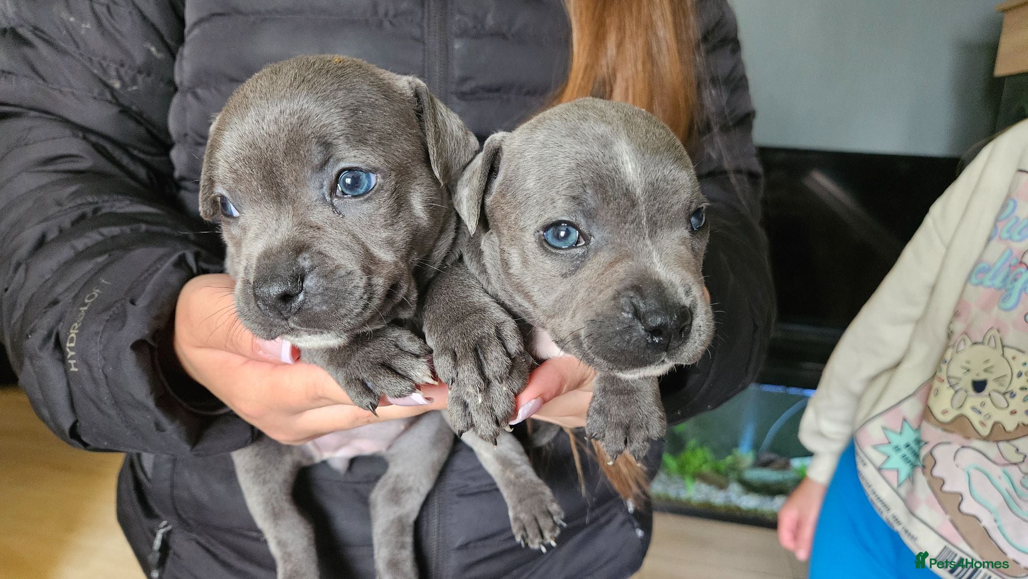 Staffordshire Bull Terrier dogs Blue staffy pups. Blue bronsen bloodline - Advert 6