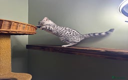 British Shorthair cats for sale: British shorthair silver spotted female  - Image 8