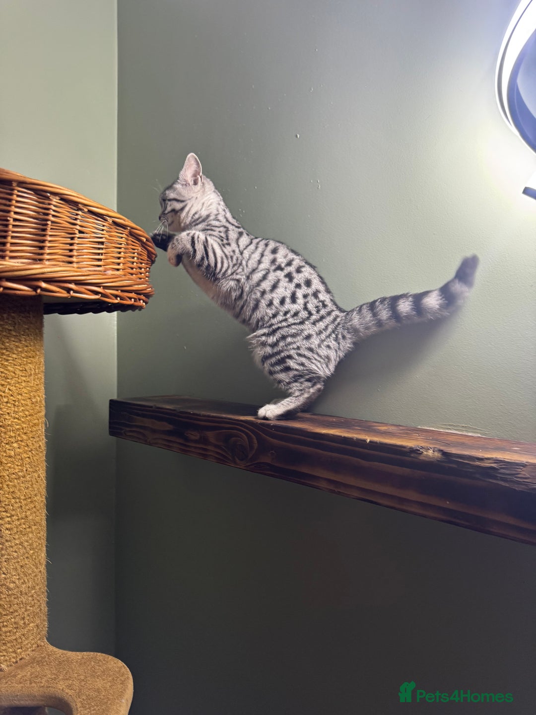 British Shorthair cats for sale: British shorthair silver spotted female  - Image 8