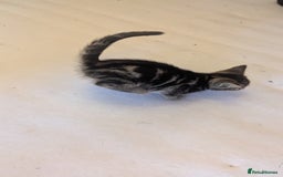 Mixed Breed cats for sale: Kittens for sale - Image 11
