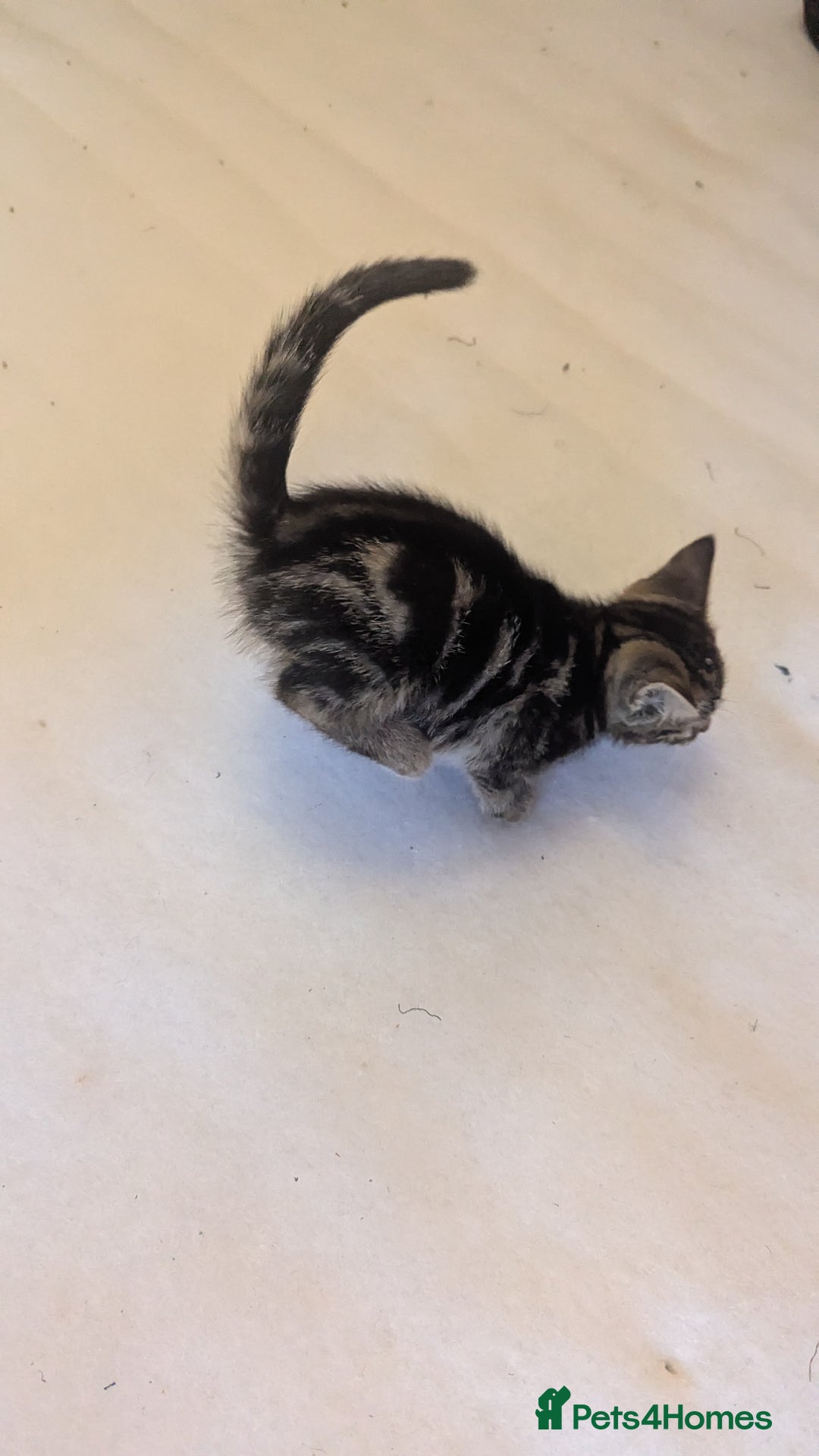 Mixed Breed cats for sale: Kittens for sale - Image 11