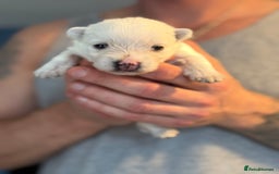 West Highland Terrier dogs for sale: West Highland Terrier Puppies for Loving Homes - Image 14