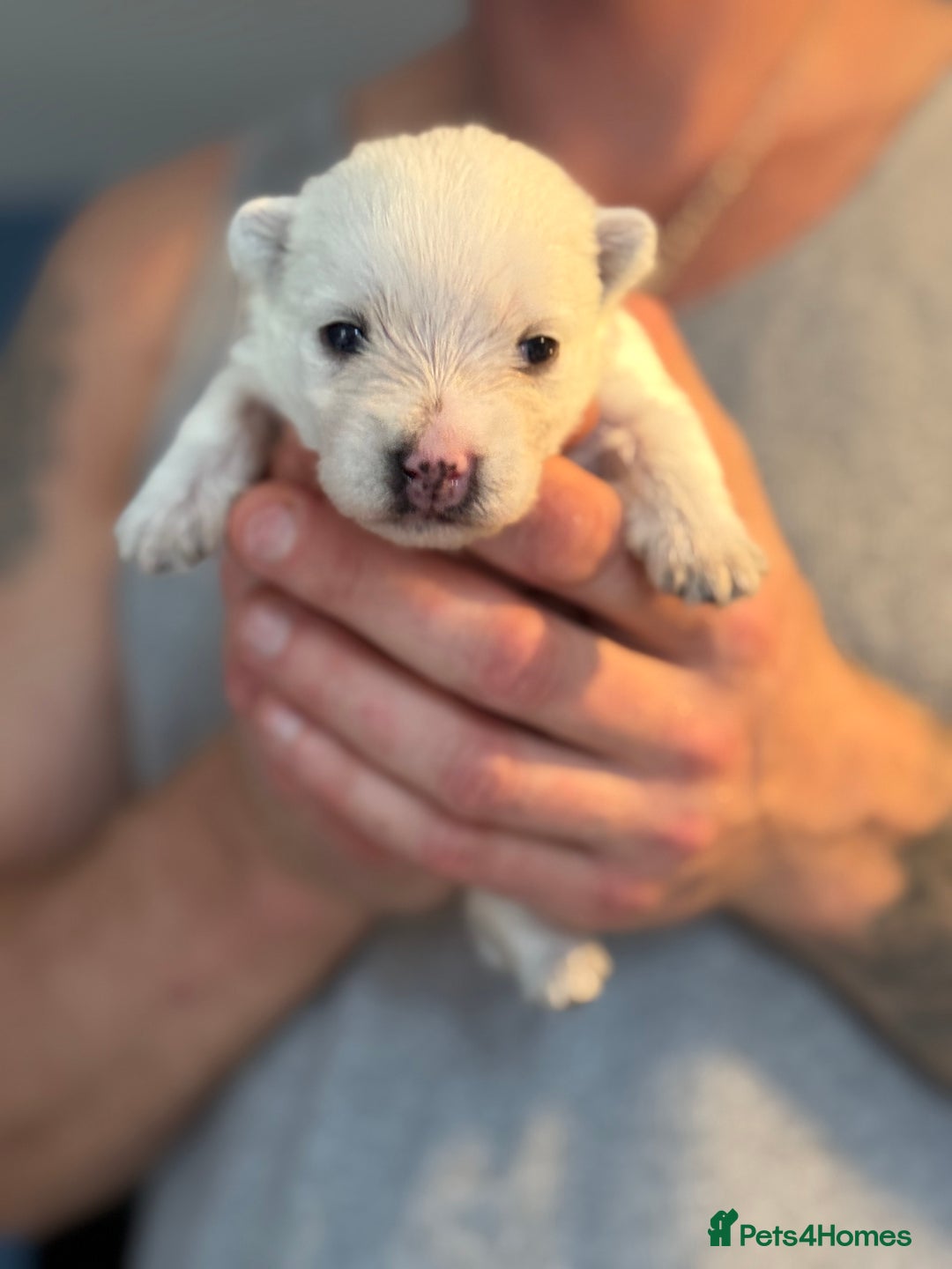 West Highland Terrier dogs for sale: West Highland Terrier Puppies for Loving Homes - Image 14