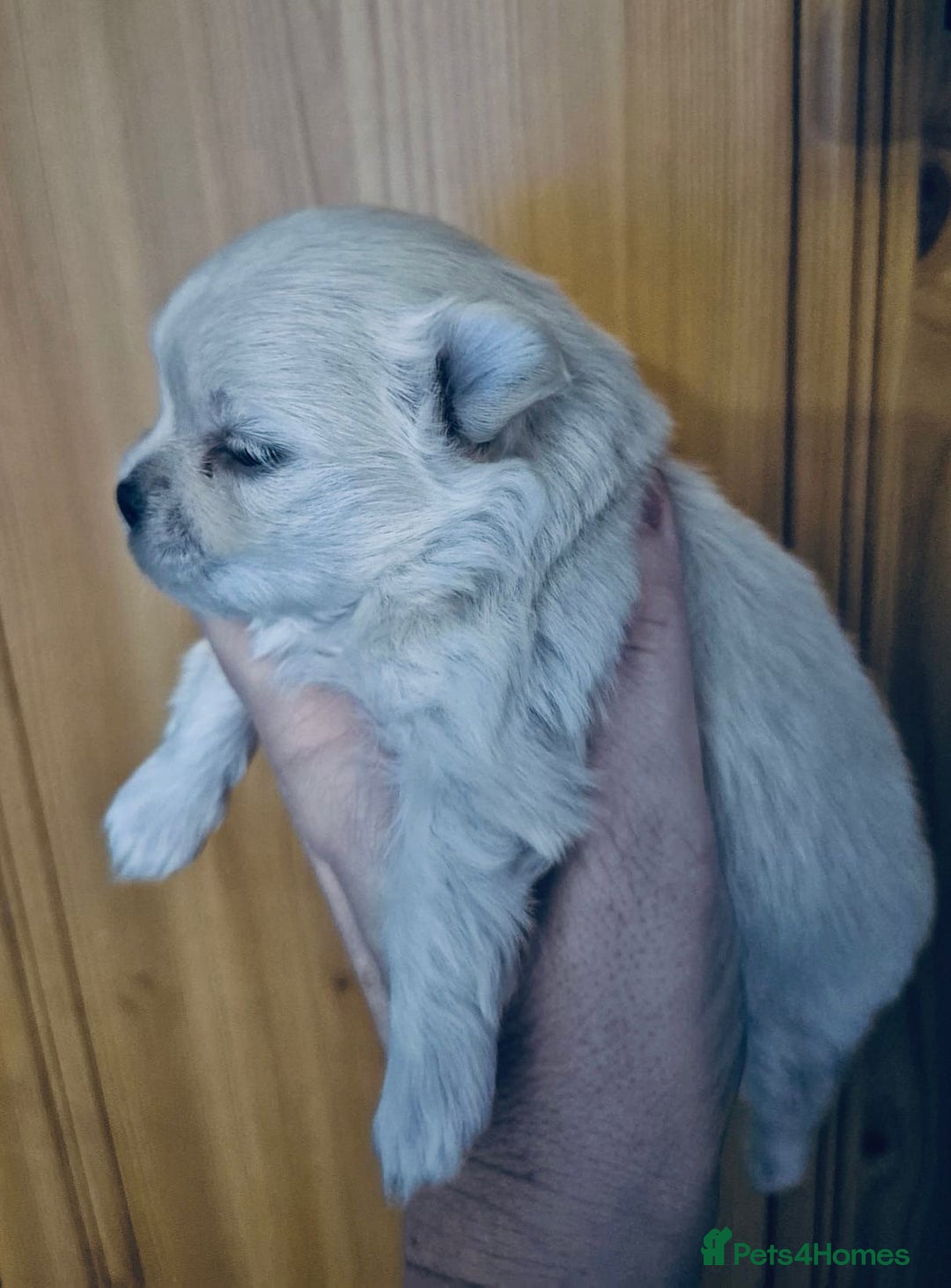 Mixed Breed dogs for sale: Maltese x Pomeranian  - Advert 4